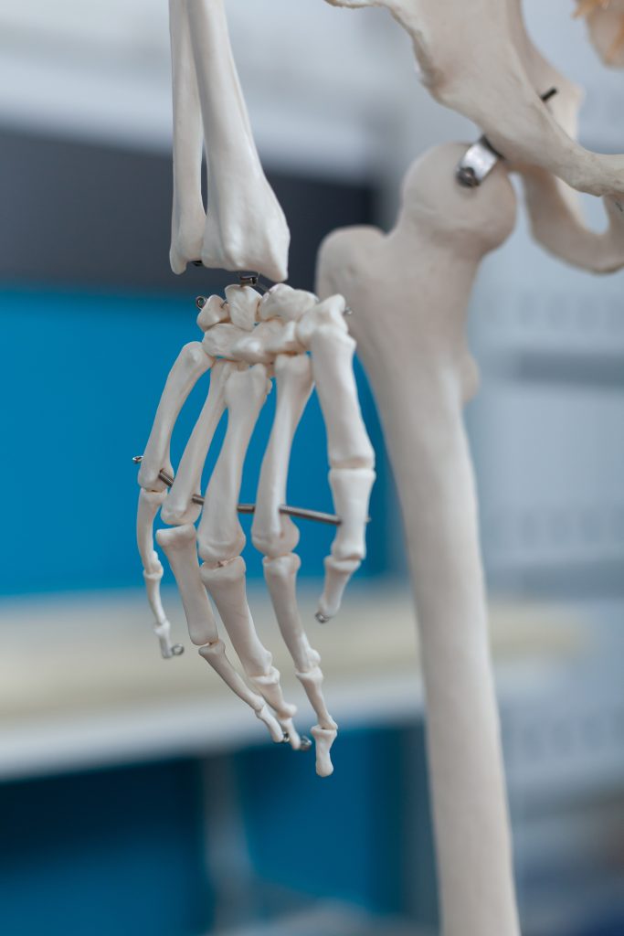 El ve el bileği anatomisi